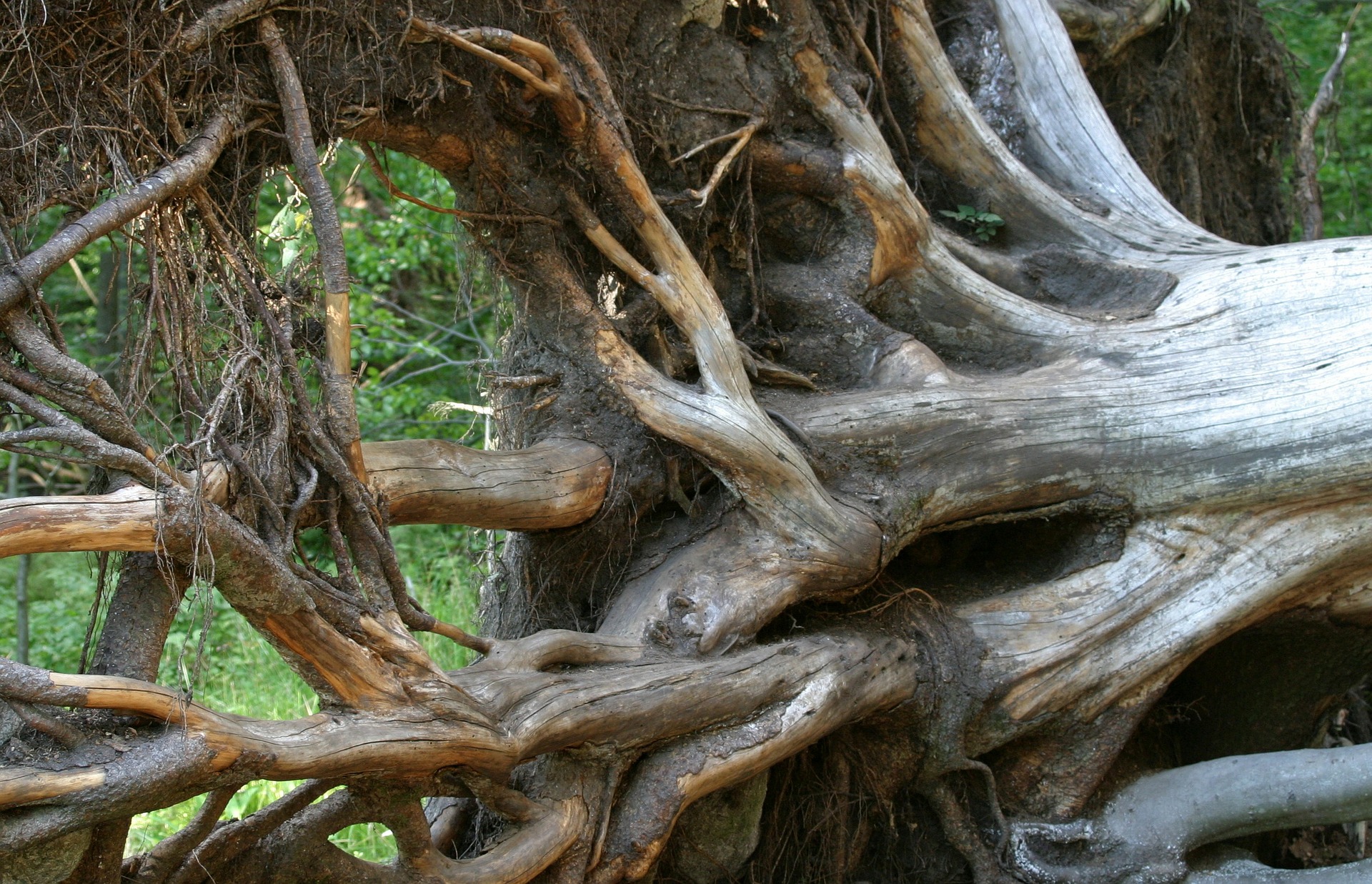 A tree root